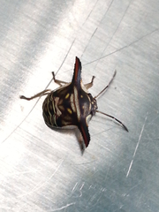 Alcimocoris coronatus