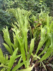 Microsorum punctatum