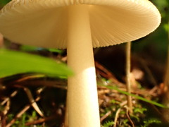 Amanita sinicoflava
