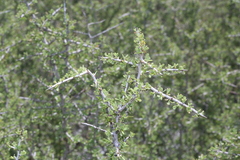 Condalia spathulata