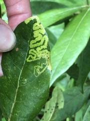 Phyllocnistis magnoliella