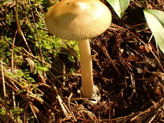 Amanita sinicoflava