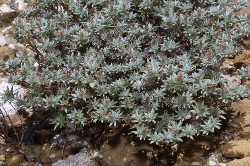 Image of Euploca confertifolia by (c) Reid Hardin, some rights reserved (CC BY)
