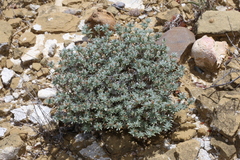 Euploca confertifolia