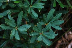 Banksia paludosa