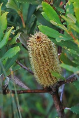 Banksia paludosa