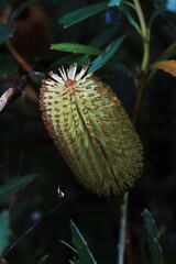 Banksia paludosa