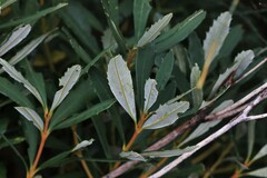 Banksia paludosa