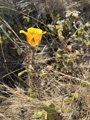 Calochortus clavatus