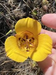 Calochortus clavatus