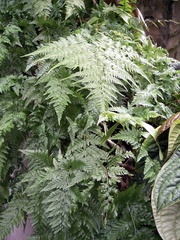 Davallia bullata