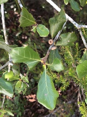 Quercus myrtifolia