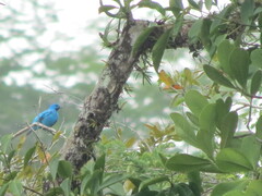 Cotinga ridgwayi