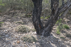 Coryphantha macromeris runyonii