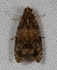 Olethreutes olivaceana