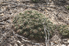 Coryphantha macromeris runyonii