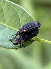 Odontota scapularis