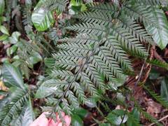 Polystichum neozelandicum neozelandicum