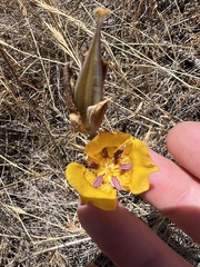 Calochortus clavatus