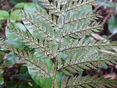 Polystichum neozelandicum neozelandicum