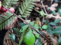 Polystichum neozelandicum neozelandicum