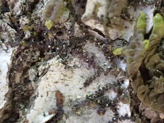 Frullania bolanderi