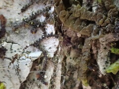 Frullania bolanderi