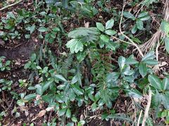 Polystichum neozelandicum neozelandicum