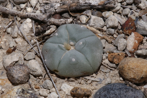 Lophophora williamsii