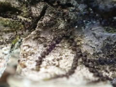 Frullania bolanderi