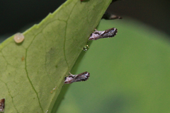 Diaphorina citri