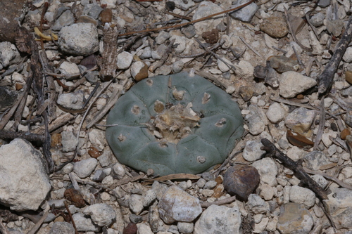 Lophophora williamsii
