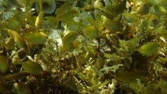 Siganus spinus