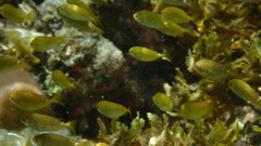 Siganus spinus