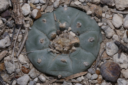 Lophophora williamsii