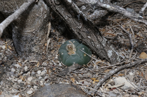 Lophophora williamsii