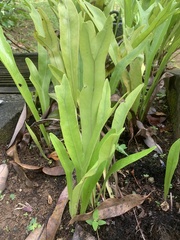 Microsorum punctatum