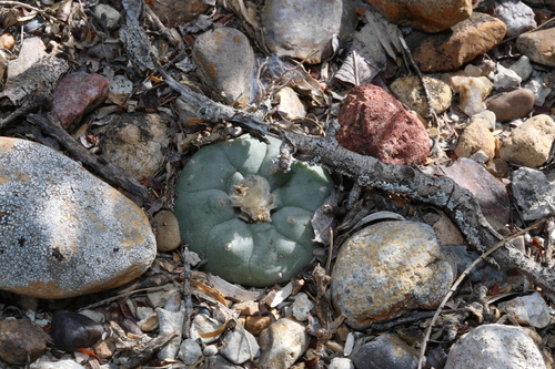Lophophora williamsii