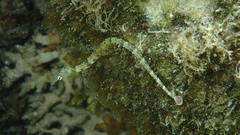 Corythoichthys intestinalis