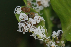 Diaphorina