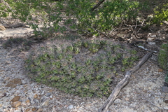 Coryphantha macromeris runyonii