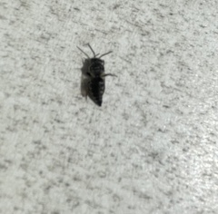 Coelioxys modestus