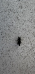 Coelioxys modestus