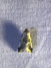 Maliattha synochitis