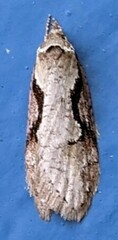 Semioscopis packardella