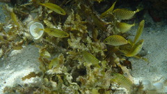 Siganus spinus