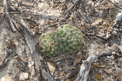 Mammillaria sphaerica
