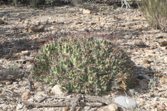 Coryphantha macromeris runyonii