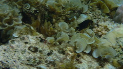 Chrysiptera leucopoma