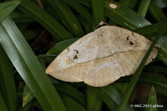 Hypopyra